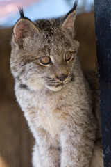 Naklejka na ściany i meble An alert Canadian Lynx 