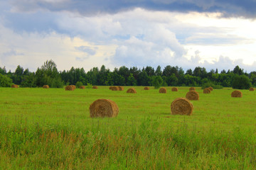 Straw bales on the field. Background. Landscape.