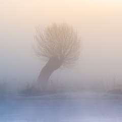 Oszronione drzewo. Wierzba w porannej mgle © Piotr Szpakowski