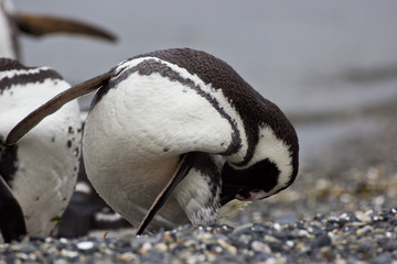 Fototapeta premium Wet Humboldt penguin cleaning its feathers