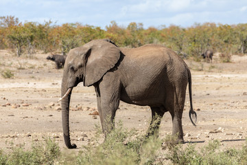 Elefant 8
