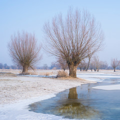 Wierzby nad zamarzniętą rzeką