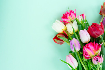 Fresh tulips flowers