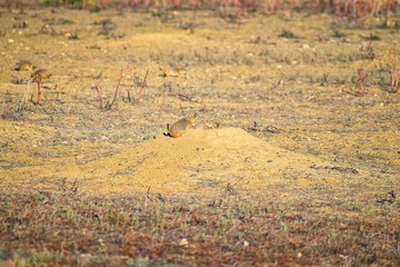 Prairie Dog (genus Cynomys ludovicianus) Black-Tailed in the wild, herbivorous burrowing rodent, in the shortgrass prairie ecosystem, alert in burrow, barking to warn other prairie dogs of danger in B