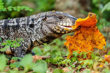 iguana on rock