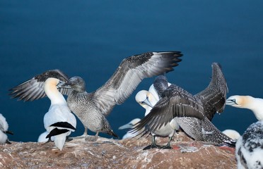 Fototapeta premium Basstölpel (Morus bassanus oder Sula bassana), Kolonie auf Lummenfelsen der Insel Helgoland, Alttiere, Jungtiere schlagen mit den Flügeln, Nordsee, Schleswig-Holstein, Deutschland, Europa