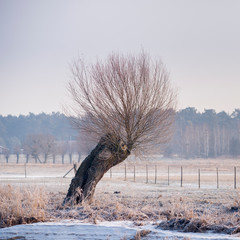 Oszronione drzewo. Wierzba © Piotr Szpakowski