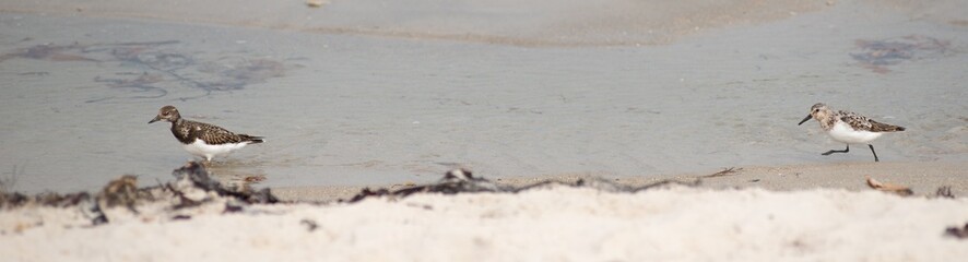 Steinwälzer (Arenaria interpres), Jugendkleid, und Sanderling (Calidris alba), ins Schlichtkleid mausernd, laufen am Sandstrand,  Helgoland, Insel 