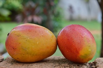 Mangos