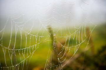Spider web