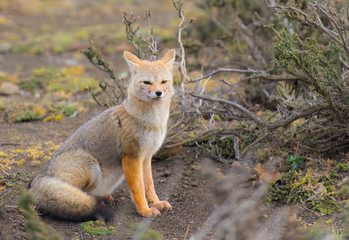 cumpeo fox patagonia