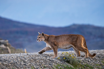 Patagonian mountain lion puma © Carlos Osorio