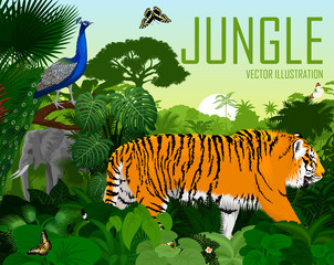 Vector India jungle rainforest with tiger, elephant, male peacock Peafowl and butterflies © Save Jungle