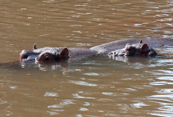 Fototapeta premium Two hippopotamus relaxing in the water