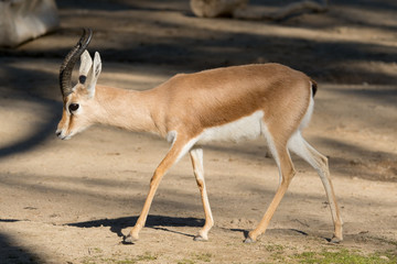 Male Dorcas Gazelle
