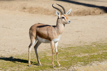 Male Dorcas Gazelle