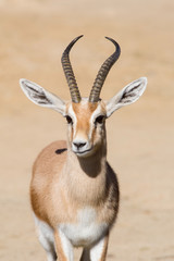 Male Dorcas Gazelle
