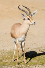 Male Dorcas Gazelle