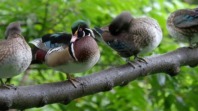 Wood duck, Aix sponsa, group on branch, Taiwan, January 2019