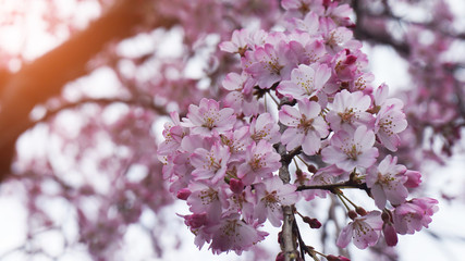 flowers of tree in spring
