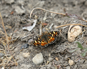 A dorsal shot of Gorgone Checkerspot (Chlosyne gorgone) butterfly, shot in Highline Lake State Park, Mesa County, Colorado.