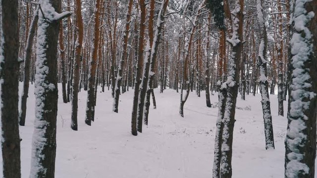 Flying through the Winter Pine Forest. Snowy Path in a Wild Winter Forest Between Pine Tree. Steadicam shot. Walking in the winter woods. The pillars of trees covered with snow. Wild virgin nature