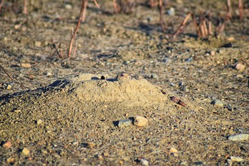 Prairie Dog (genus Cynomys ludovicianus) Black-Tailed in the wild, herbivorous burrowing rodent, in the shortgrass prairie ecosystem, alert in burrow, barking to warn other prairie dogs of danger in B