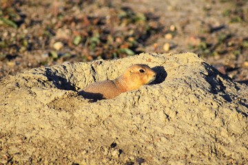 Prairie Dog (genus Cynomys ludovicianus) Black-Tailed in the wild, herbivorous burrowing rodent, in the shortgrass prairie ecosystem, alert in burrow, barking to warn other prairie dogs of danger in B