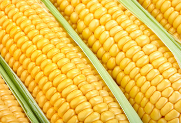 fresh ripe corn on the cob