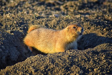 Prairie Dog (genus Cynomys ludovicianus) Black-Tailed in the wild, herbivorous burrowing rodent, in the shortgrass prairie ecosystem, alert in burrow, barking to warn other prairie dogs of danger in B