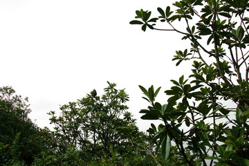 treetop isolated on white background