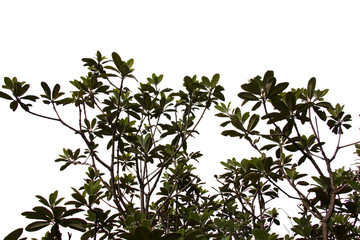 treetop isolated on white background