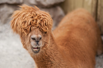 Shaggy Alpaca