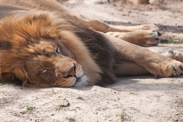 Sleepy Lion