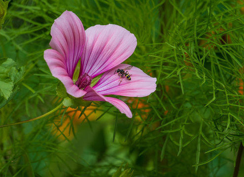 blume mit wespe