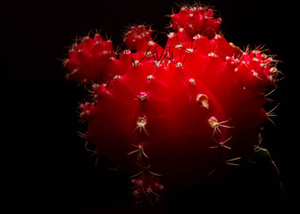 A low-key photo of a red cactus.