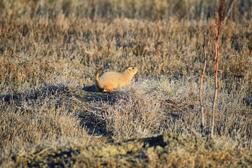 Prairie Dog (genus Cynomys ludovicianus) Black-Tailed in the wild, herbivorous burrowing rodent, in the shortgrass prairie ecosystem, alert in burrow, barking to warn other prairie dogs of danger in B