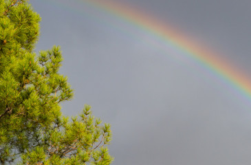 Rainbow over a field
