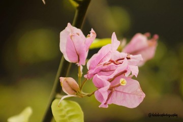 "Todos querem o perfume das flores, mas poucos sujam as suas m&atilde;os para cultiv&aacute;-las." Augusto Cury