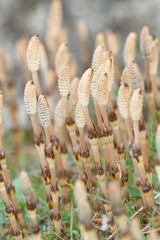 Fototapeta premium つくし