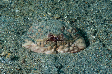 Calappa Crab Calappa sp.