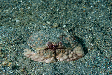 Calappa Crab Calappa sp.