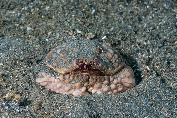 Calappa Crab Calappa sp.