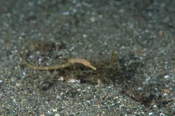 Short-Tailed Pipefish Trachyrhamphus bicoarctatus