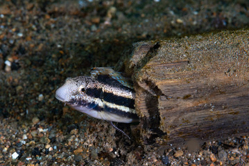 Line-Spot Harptail Blenny Meiacanthus grammistes