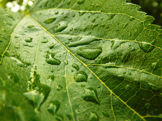 Green Leaf with Drops of Water
