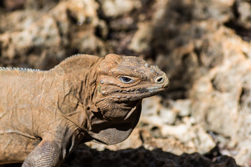 Rhinoceros iguana profile