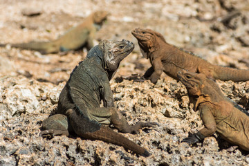 Different coloured Rhinoceros Iguana