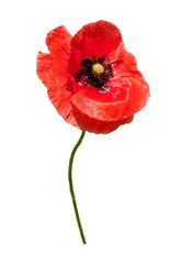 Beautiful wild red poppy isolated on a white background.
