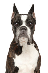 Fototapeta premium Adult Boxer dog, isolated on white